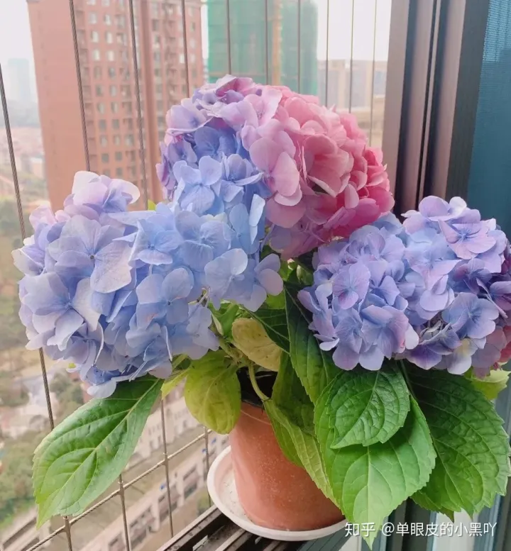 花卉的日常养护方法，15种室内常见花卉的养护要点，小编养花多年的经验，赶紧收藏吧