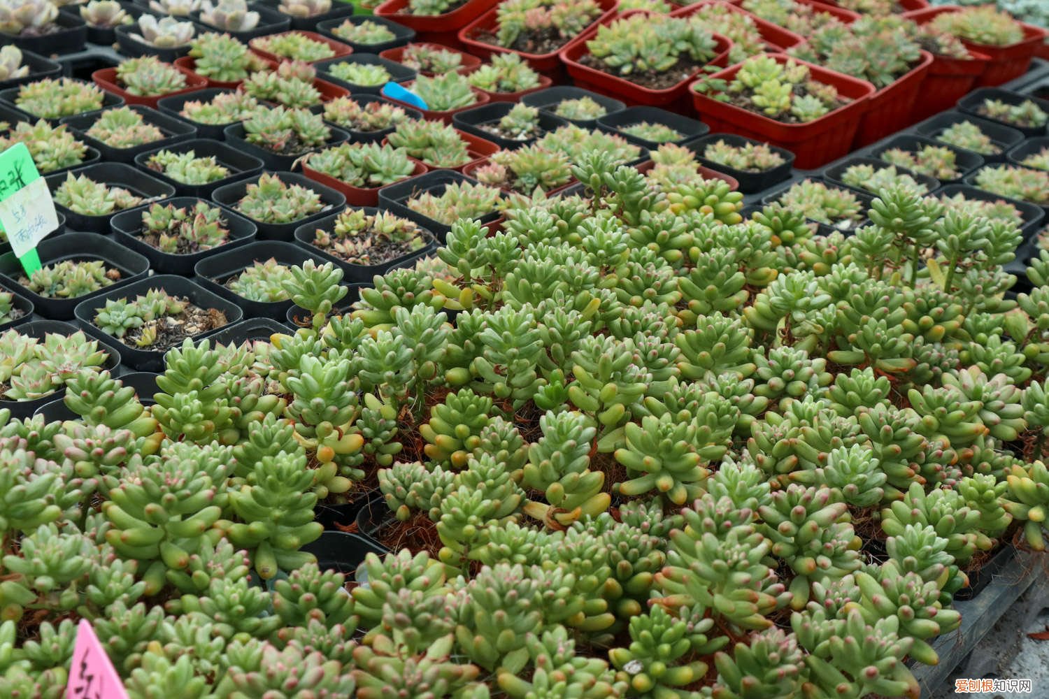 虹之玉锦怎么爆盆 虹之玉怎么爆盆