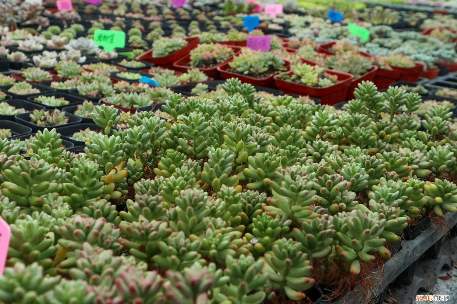 虹之玉锦怎么爆盆 虹之玉怎么爆盆