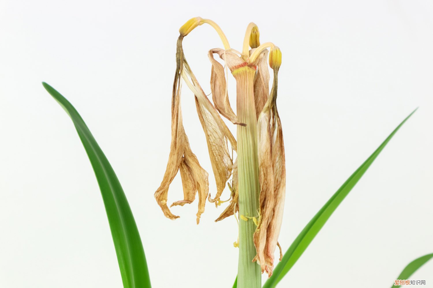 怎样才能使朱顶红的球越来越大 如何让朱顶红球茎变大