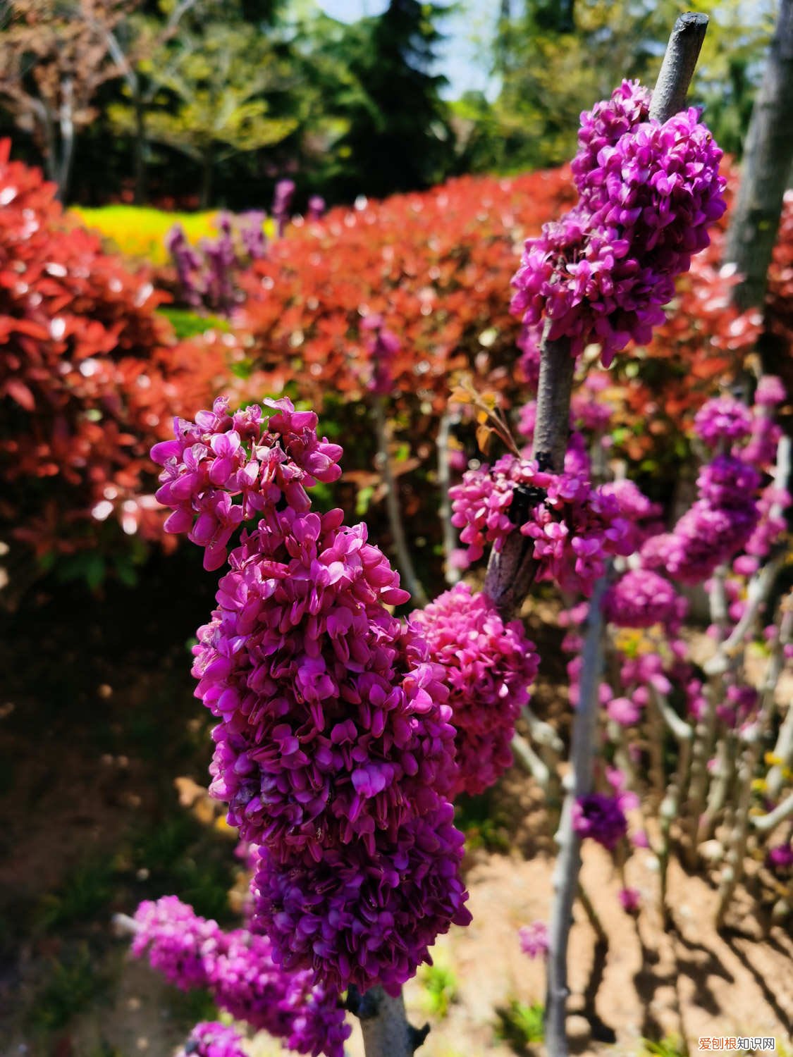 紫荆的冬天养殖禁忌是什么 紫荆的冬天养殖禁忌