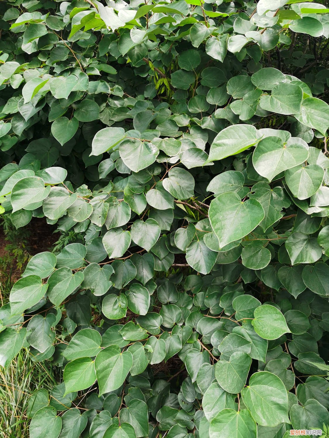 紫荆的冬天养殖禁忌是什么 紫荆的冬天养殖禁忌