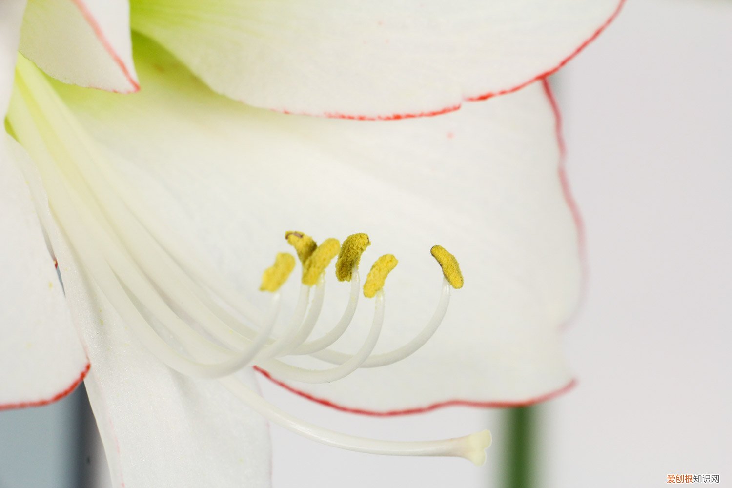 朱顶红 根 朱顶红万能生根法