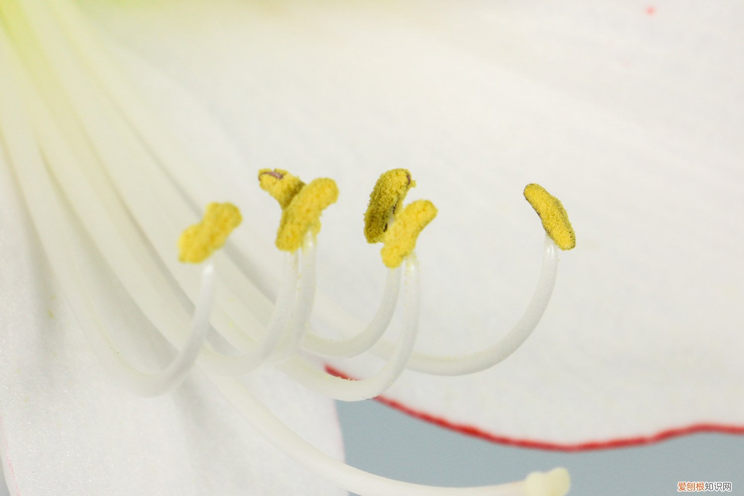 朱顶红 根 朱顶红万能生根法