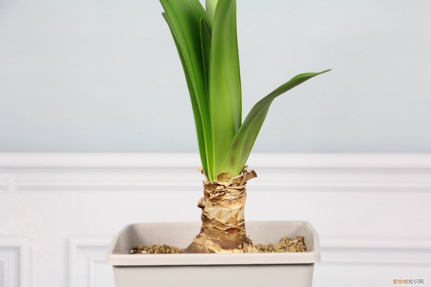 朱顶红 根 朱顶红万能生根法