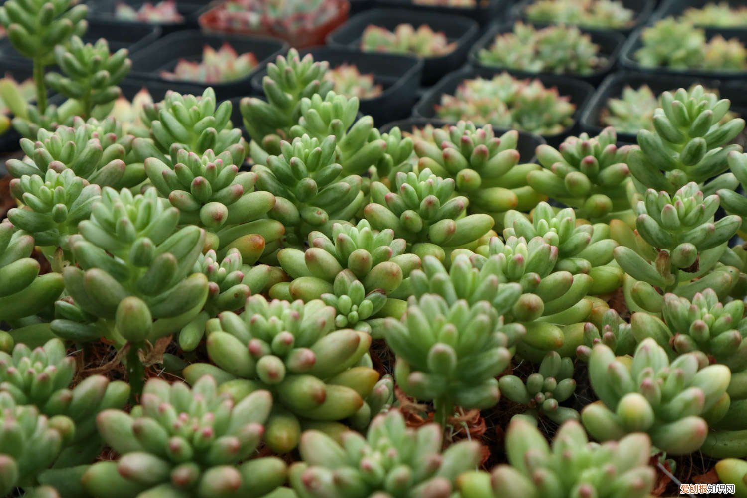 虹之玉长的细长是怎么回事 虹之玉长虫了怎么办