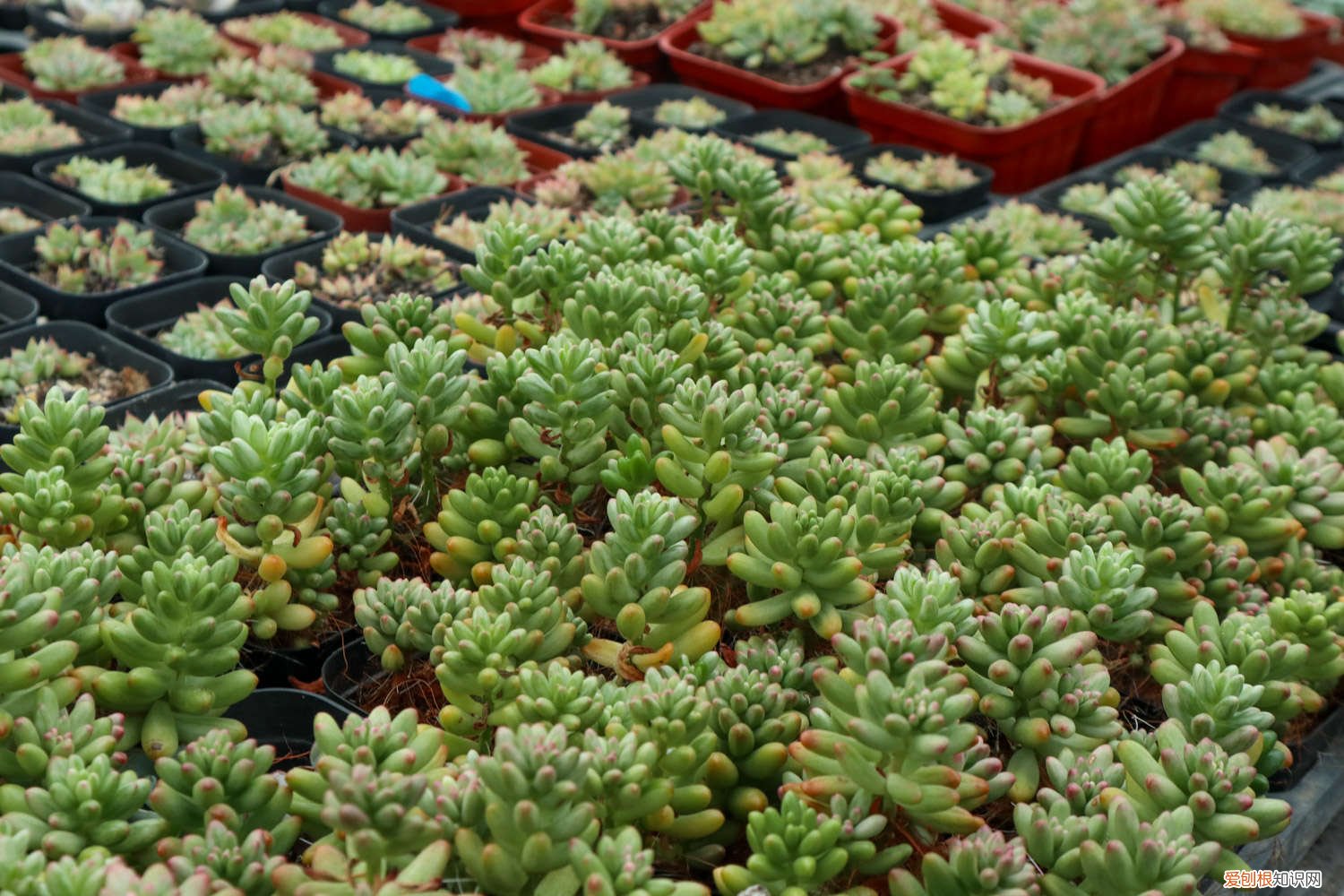 虹之玉长的细长是怎么回事 虹之玉长虫了怎么办