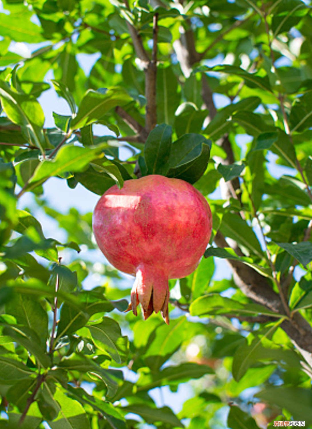 果树冬天可以移栽吗视频 果树冬天可以移栽吗