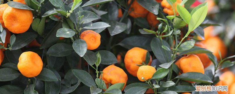 果树冬天可以移栽吗视频 果树冬天可以移栽吗