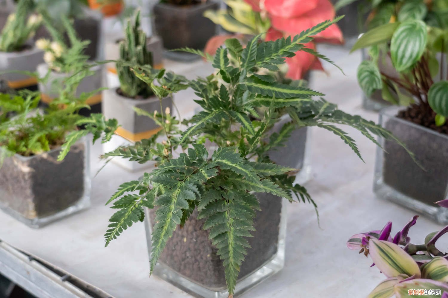 蕨类植物冬天怎么养 蕨类植物夏天怎么养