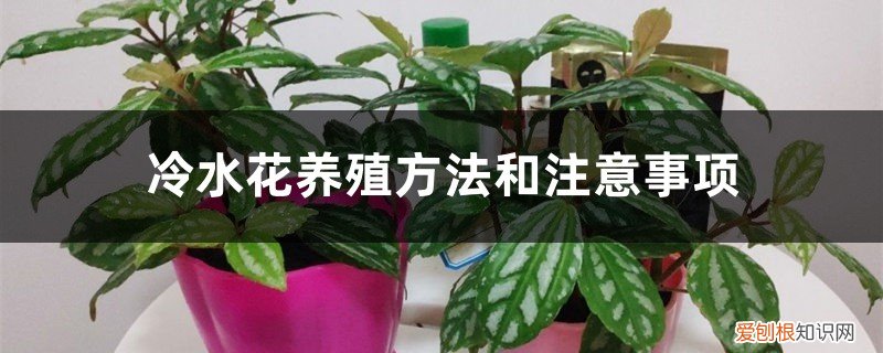 冷水花养殖方法和注意事项有哪些 冷水花养殖方法和注意事项