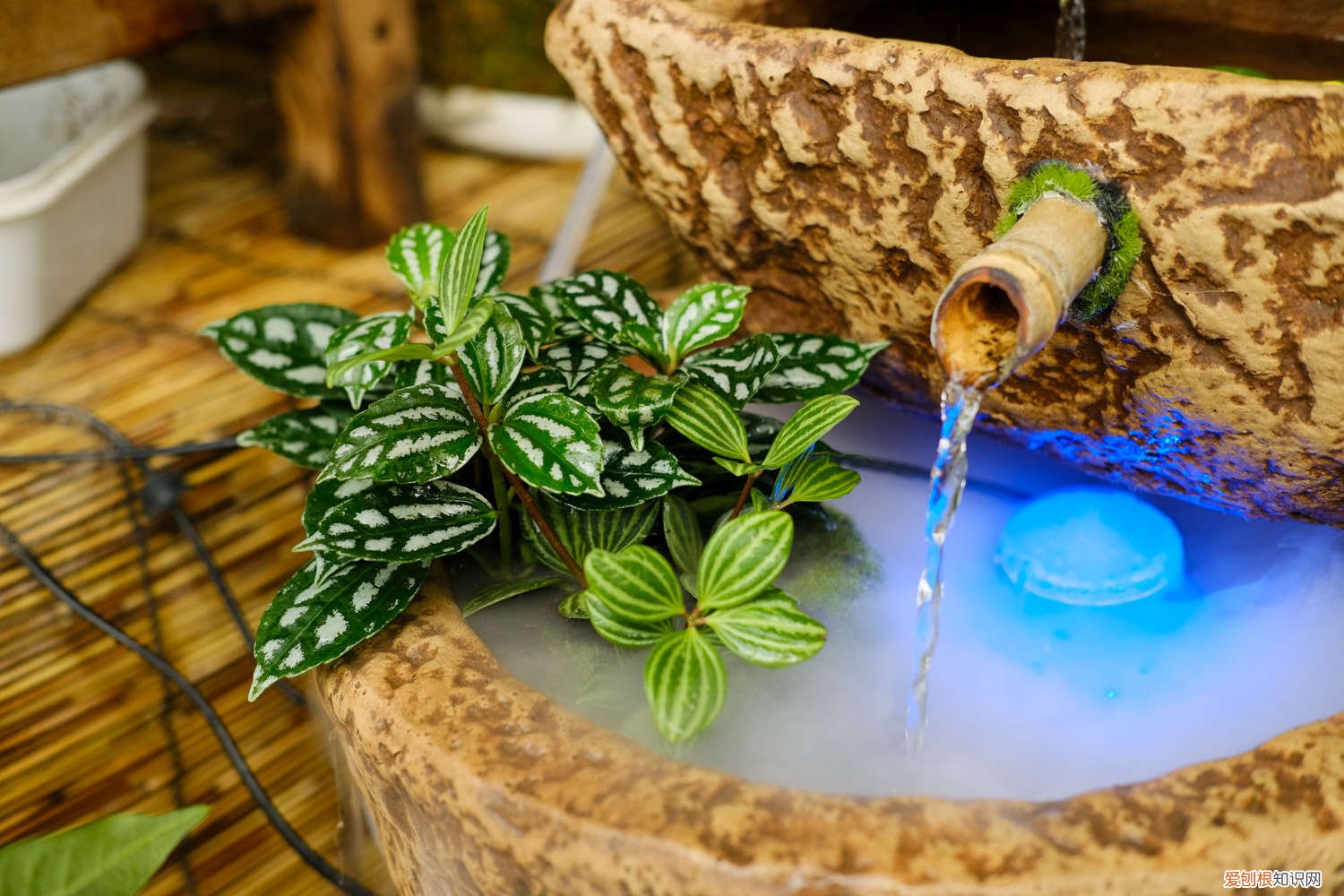 冷水花养殖方法和注意事项有哪些 冷水花养殖方法和注意事项