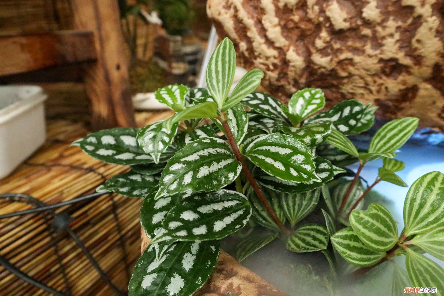 冷水花养殖方法和注意事项有哪些 冷水花养殖方法和注意事项