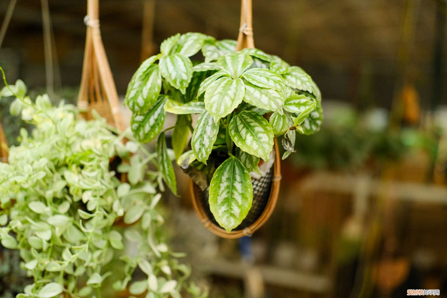 冷水花养殖方法和注意事项有哪些 冷水花养殖方法和注意事项