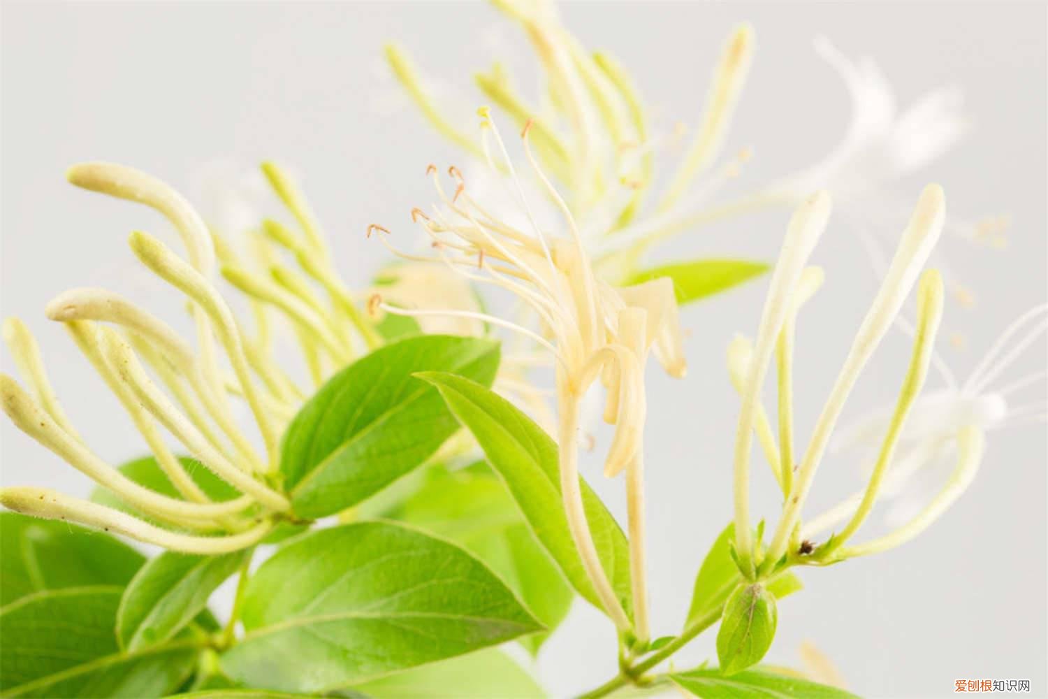 盆栽金银花冬天能在室内养吗 金银花冬天怎么养