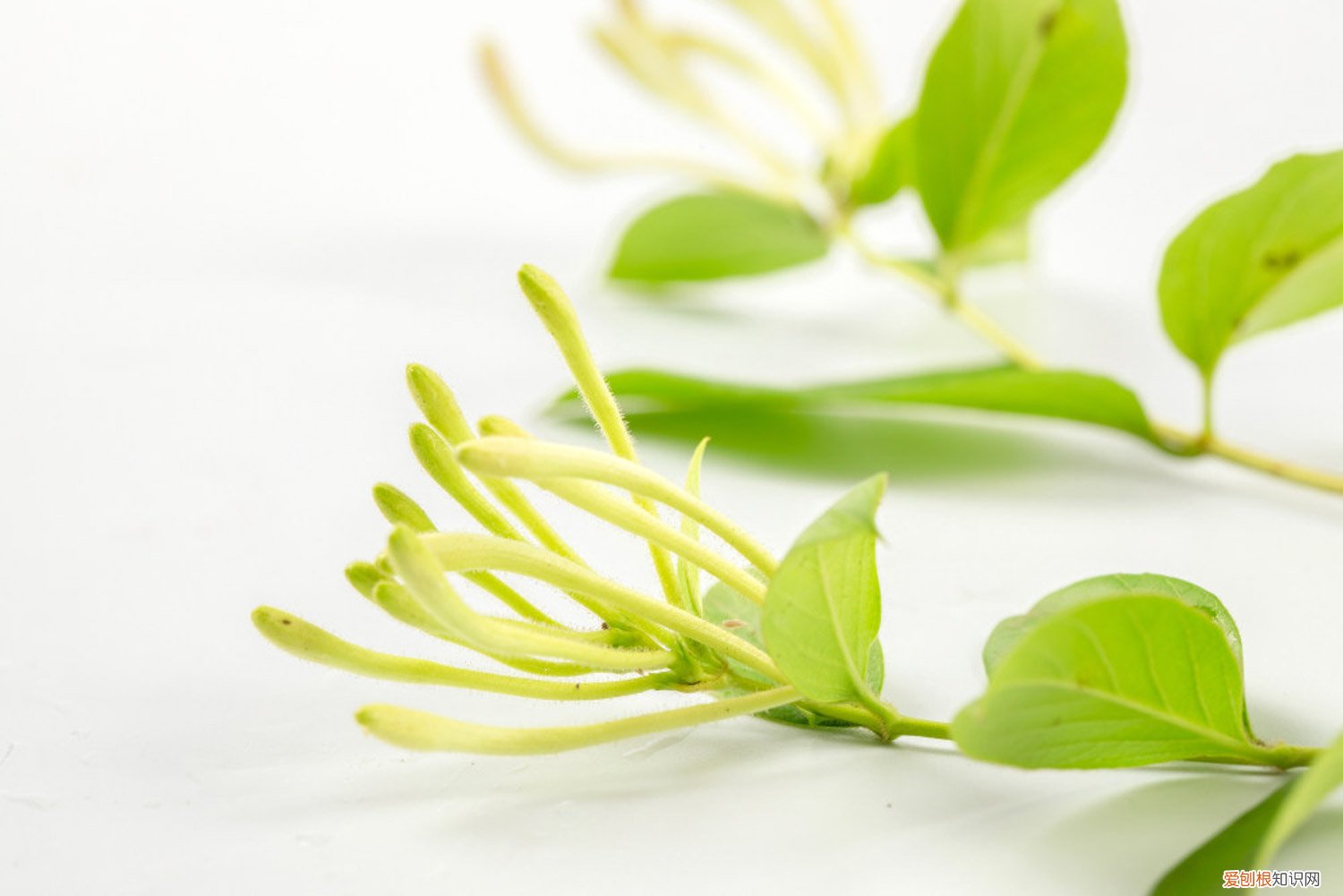 盆栽金银花冬天能在室内养吗 金银花冬天怎么养