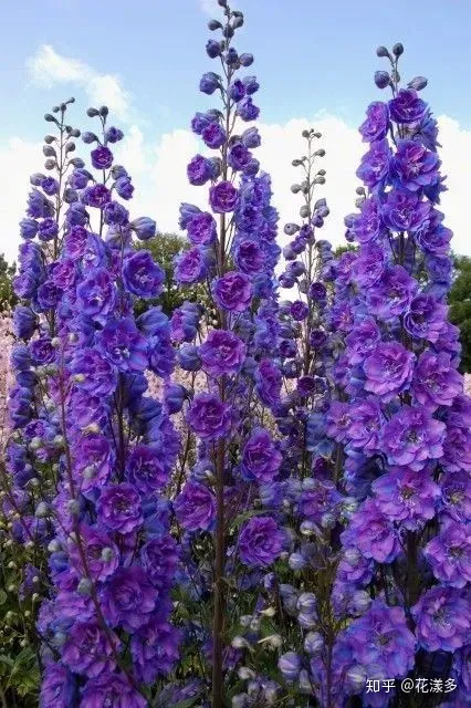 鲜花养护指南，爱花必收藏！常见鲜花的养护方法，轻松延长花期