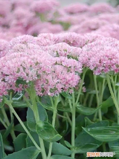 鲜花养护指南，爱花必收藏！常见鲜花的养护方法，轻松延长花期