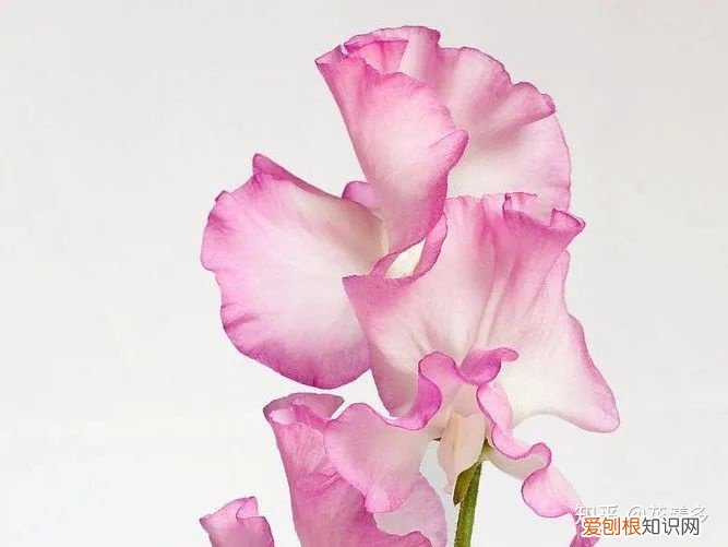 鲜花养护指南，爱花必收藏！常见鲜花的养护方法，轻松延长花期