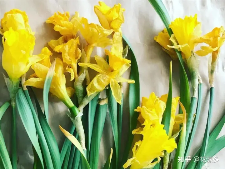鲜花养护指南，爱花必收藏！常见鲜花的养护方法，轻松延长花期