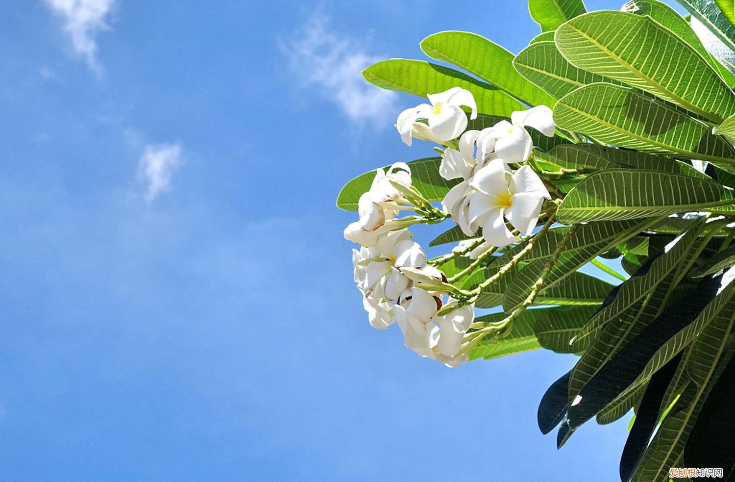鸡蛋花怎么栽种 鸡蛋花盆栽怎么养