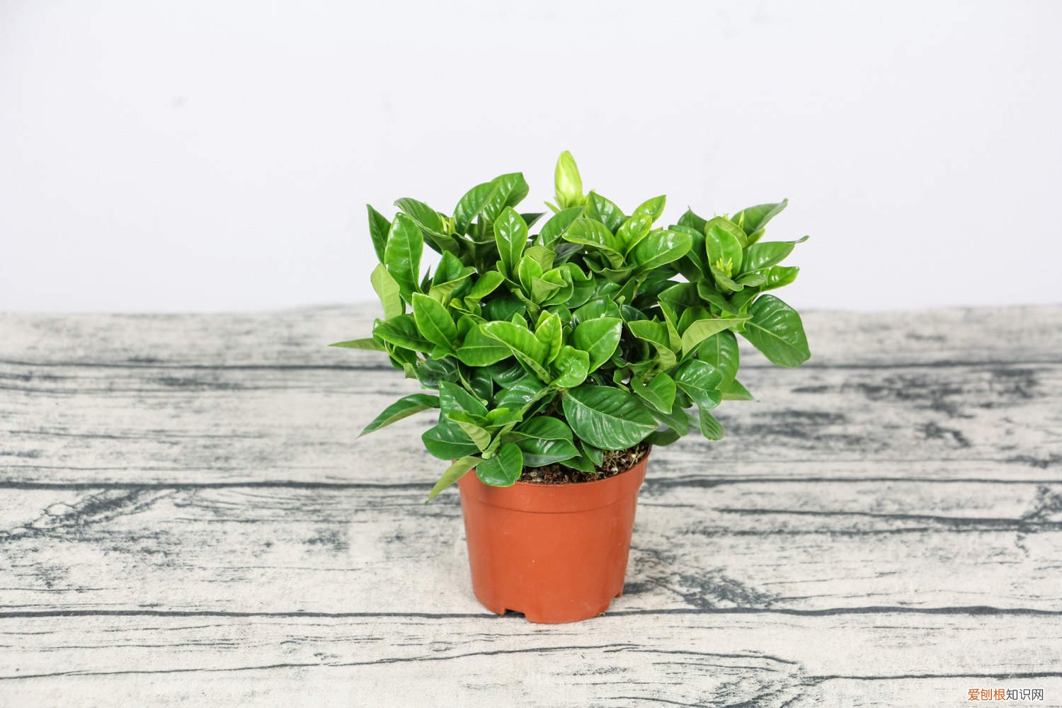 栀子花冬天会黄叶吗 栀子花冬天养,用这“2招”,不黄叶干枯,来年花苞蹿!