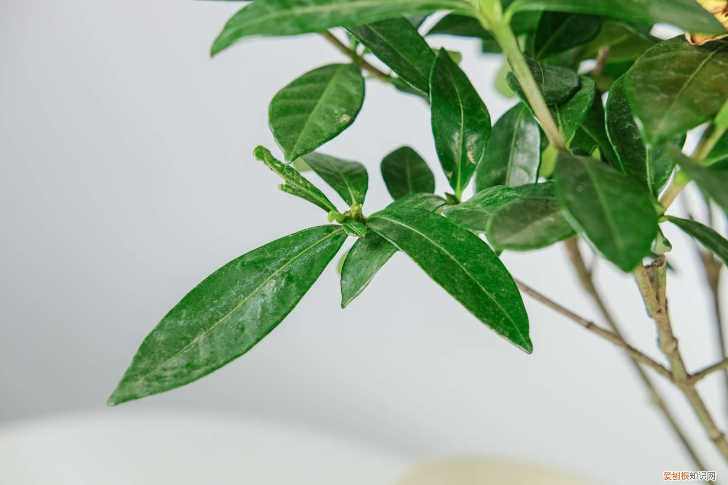 栀子花冬天会黄叶吗 栀子花冬天养,用这“2招”,不黄叶干枯,来年花苞蹿!