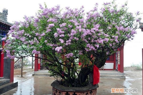 养花土上面撒些什么 养花就用“它们”,抓一把扔土里,开出100朵花骨朵