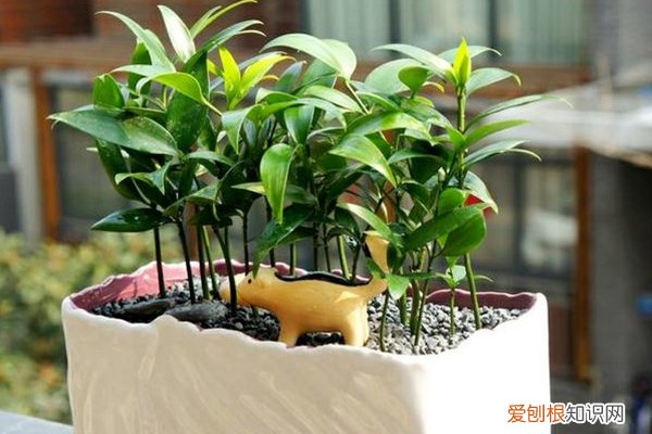 这“3种”东西路边捡点,拿来养花肥效强,养一盆爆一盆!