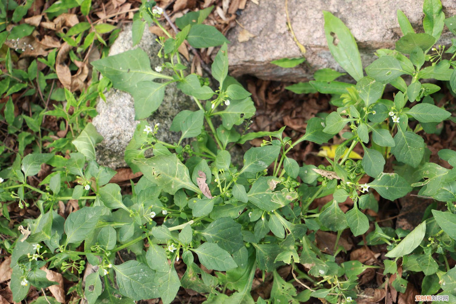黑果的用途 家里种盆“黑果”，耐看还能清热解毒，家人更健康！