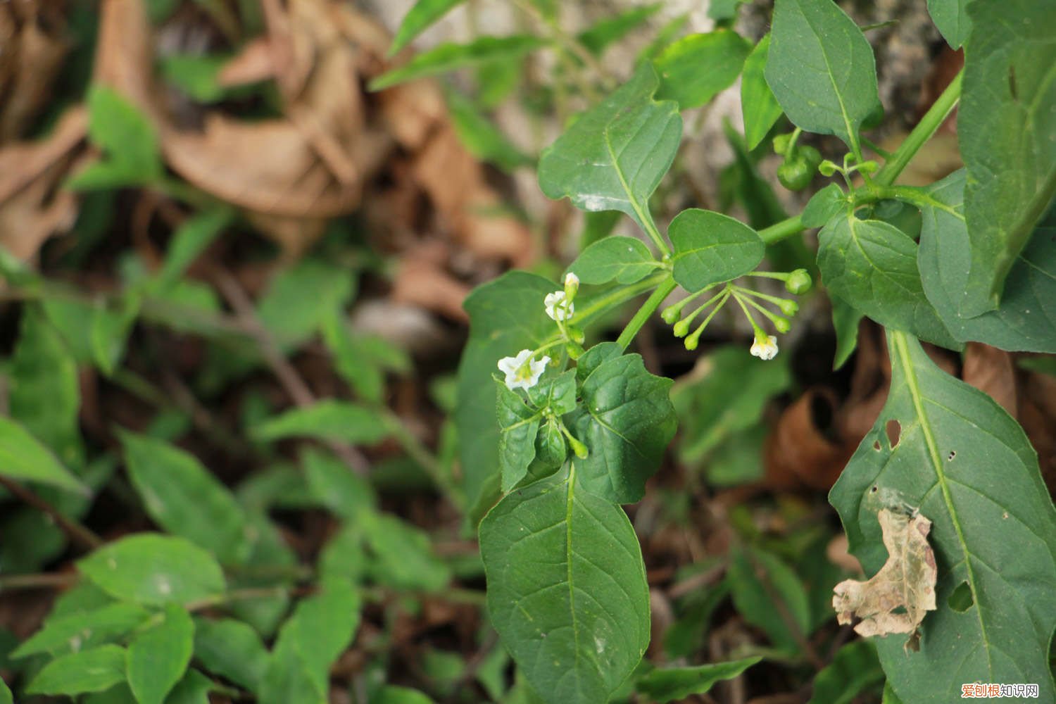 黑果的用途 家里种盆“黑果”，耐看还能清热解毒，家人更健康！