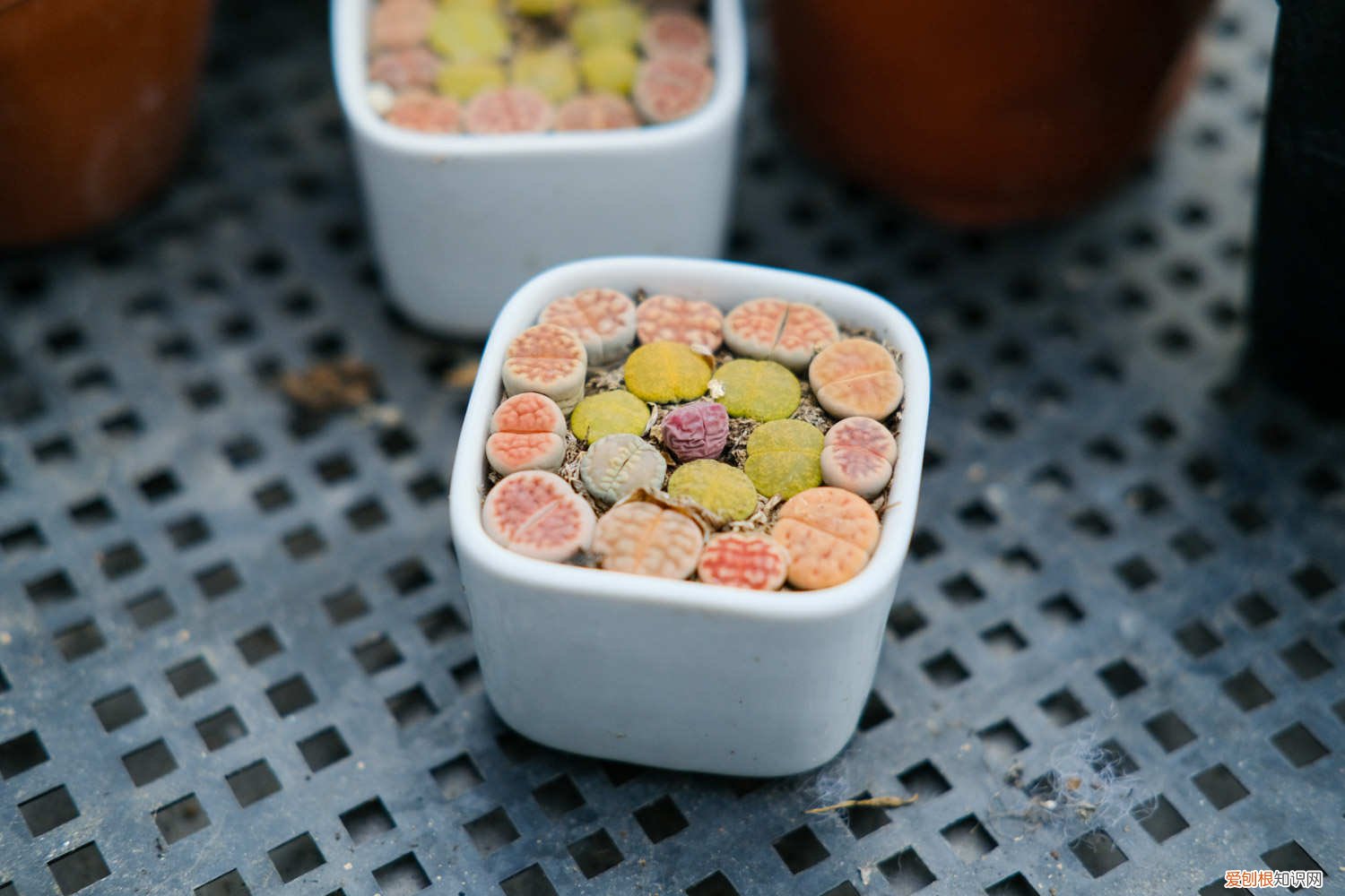 生石花怎么播种种子 生石花怎么播种