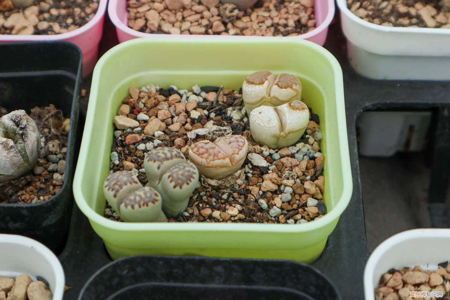 生石花怎么播种种子 生石花怎么播种