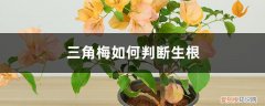 三角梅多少天生根 三角梅如何判断生根