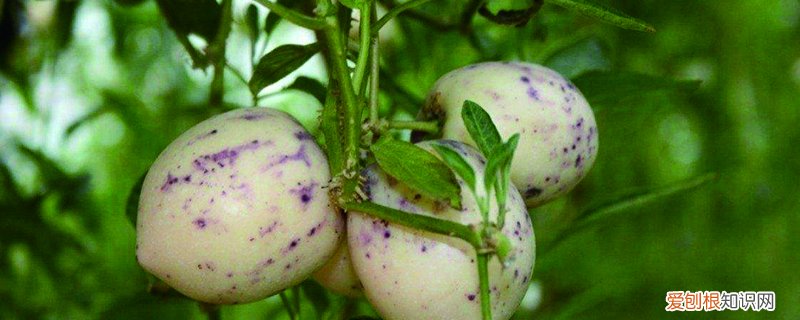 四季人参果怎么种植 人参果怎么种植