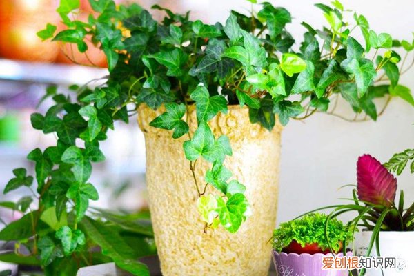 花盆垫底滤网 这“3种”渣料垫在花盆底，不花钱，枝叶呼呼向外蹿！