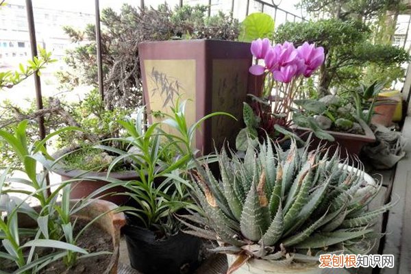 阳台种鸡蛋花好吗 阳台种盆“鸡蛋”，圆滚滚的挂枝头，吃着更美味！