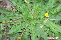 春天吃的一种树上长的野菜 天冷就吃这种“野菜”，种子撒一把，30天长成一盆