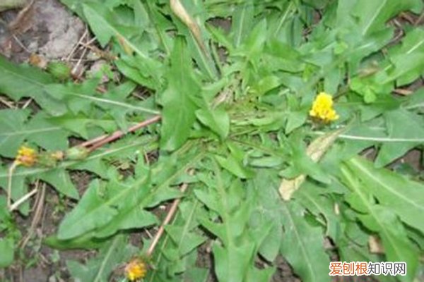 春天吃的一种树上长的野菜 天冷就吃这种“野菜”，种子撒一把，30天长成一盆
