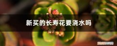 新买的长寿花要浇水吗怎么浇 新买的长寿花要浇水吗