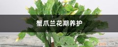 蟹爪兰花后养护 蟹爪兰花期养护