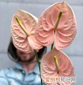 如何进行花材的处理和保鲜,常用花材养护方法,你都知道吗