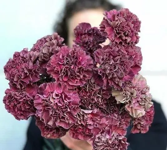 如何进行花材的处理和保鲜,常用花材养护方法,你都知道吗