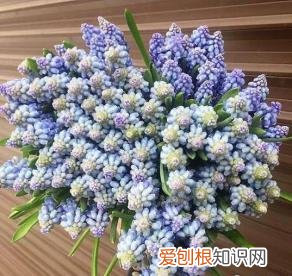 如何进行花材的处理和保鲜,常用花材养护方法,你都知道吗