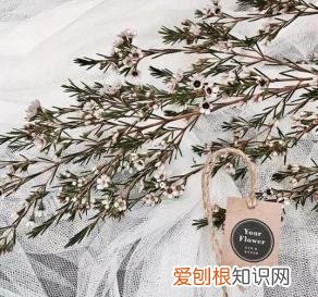 如何进行花材的处理和保鲜,常用花材养护方法,你都知道吗