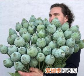 如何进行花材的处理和保鲜,常用花材养护方法,你都知道吗