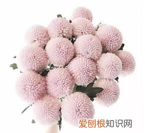 如何进行花材的处理和保鲜,常用花材养护方法,你都知道吗