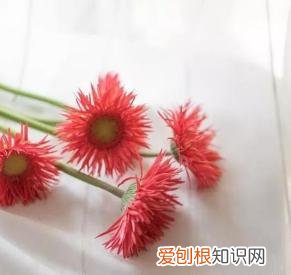 如何进行花材的处理和保鲜,常用花材养护方法,你都知道吗