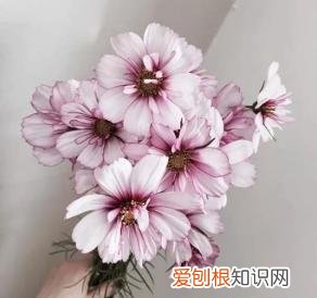 如何进行花材的处理和保鲜,常用花材养护方法,你都知道吗