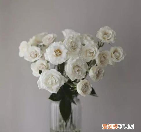 如何进行花材的处理和保鲜,常用花材养护方法,你都知道吗